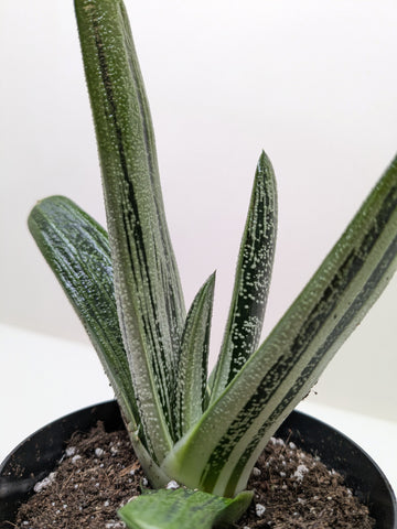 Succulent Gasteria Little Warty - Ethereal Company-
