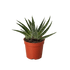 Succulent Gasteria Zimflora - Ethereal Company