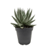 Succulent Haworthia Savanna - Ethereal Company-