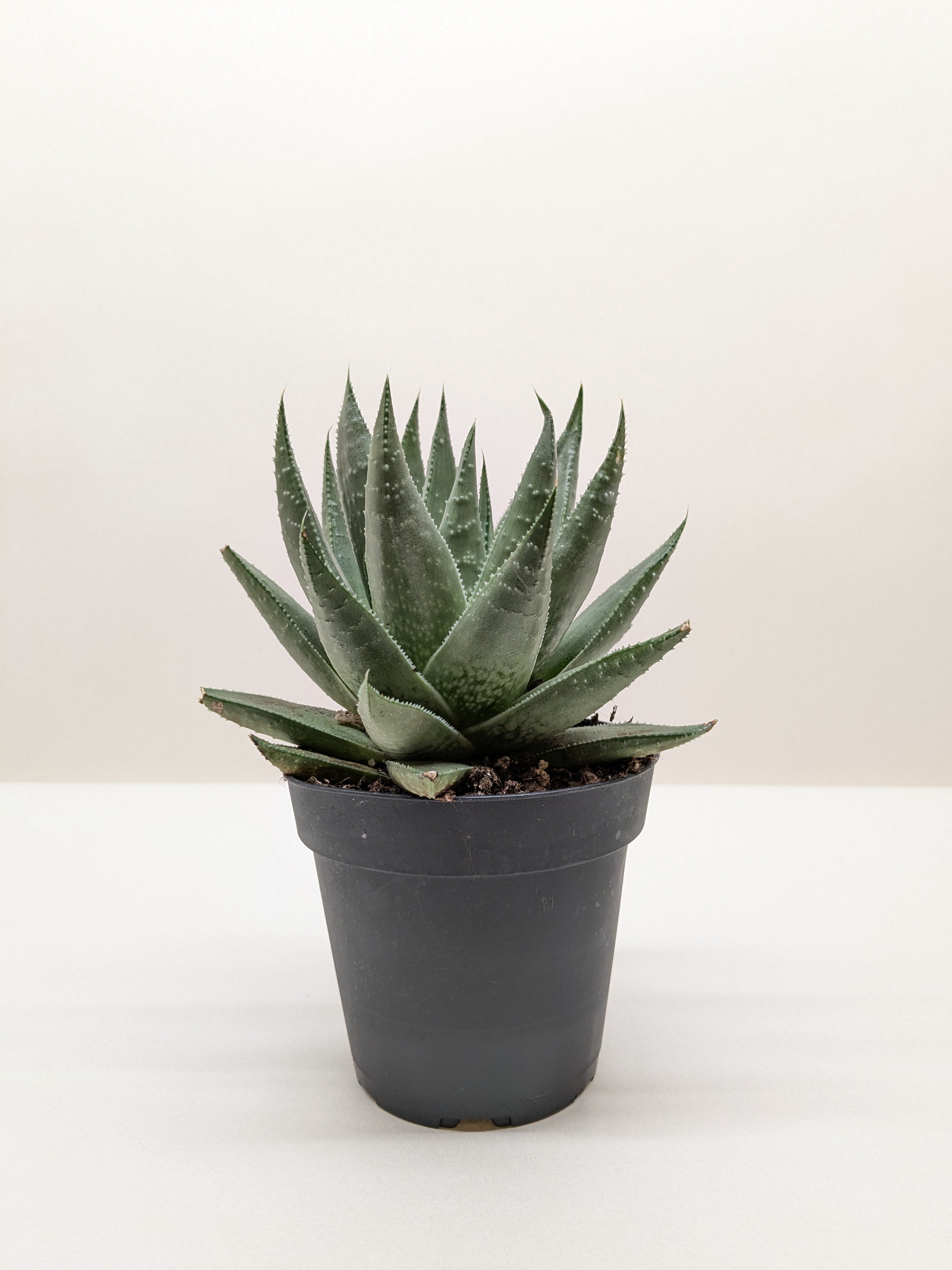 Succulent Haworthia Savanna - Ethereal Company-