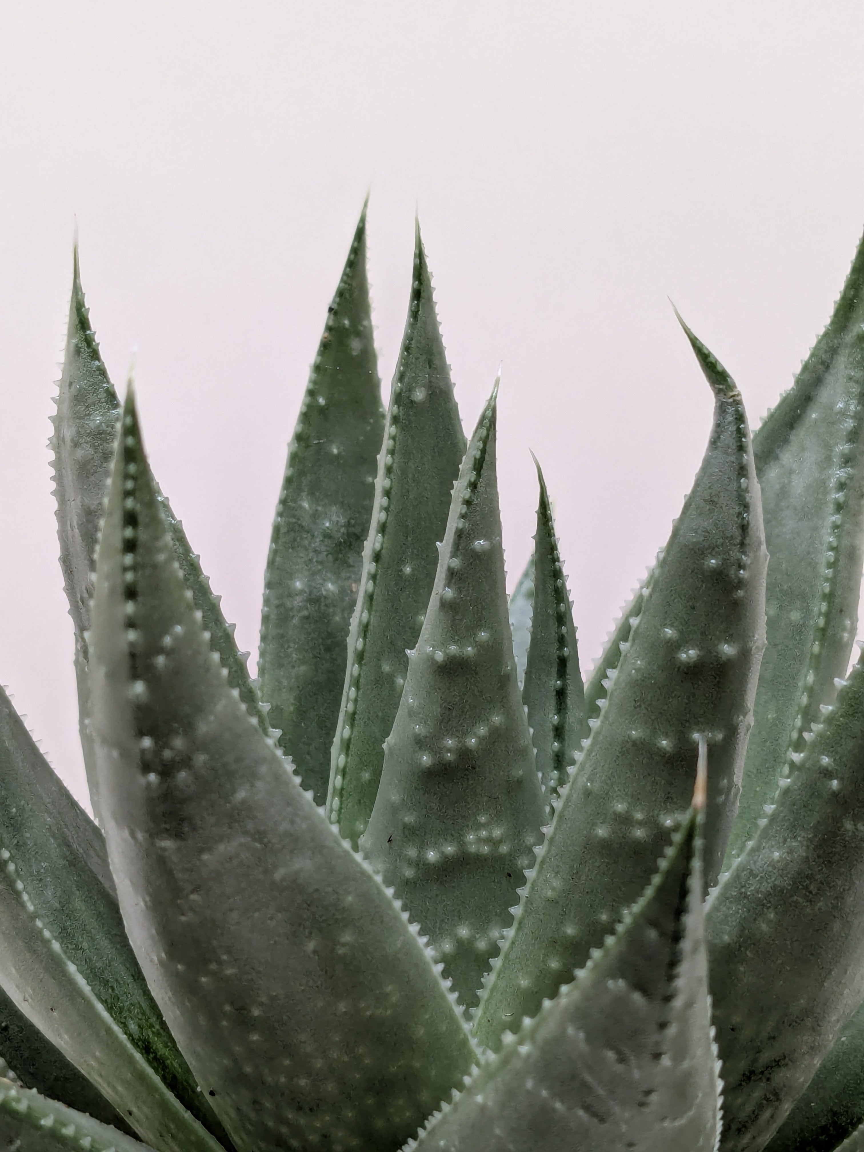 Succulent Haworthia Savanna - Ethereal Company-