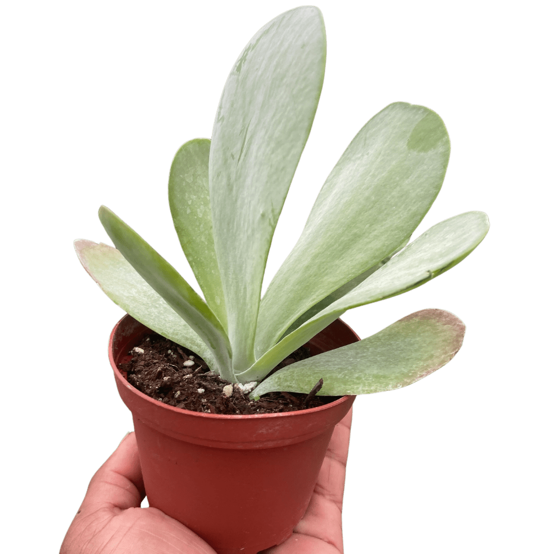 Succulent Kalanchoe &