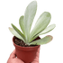 Succulent Kalanchoe &