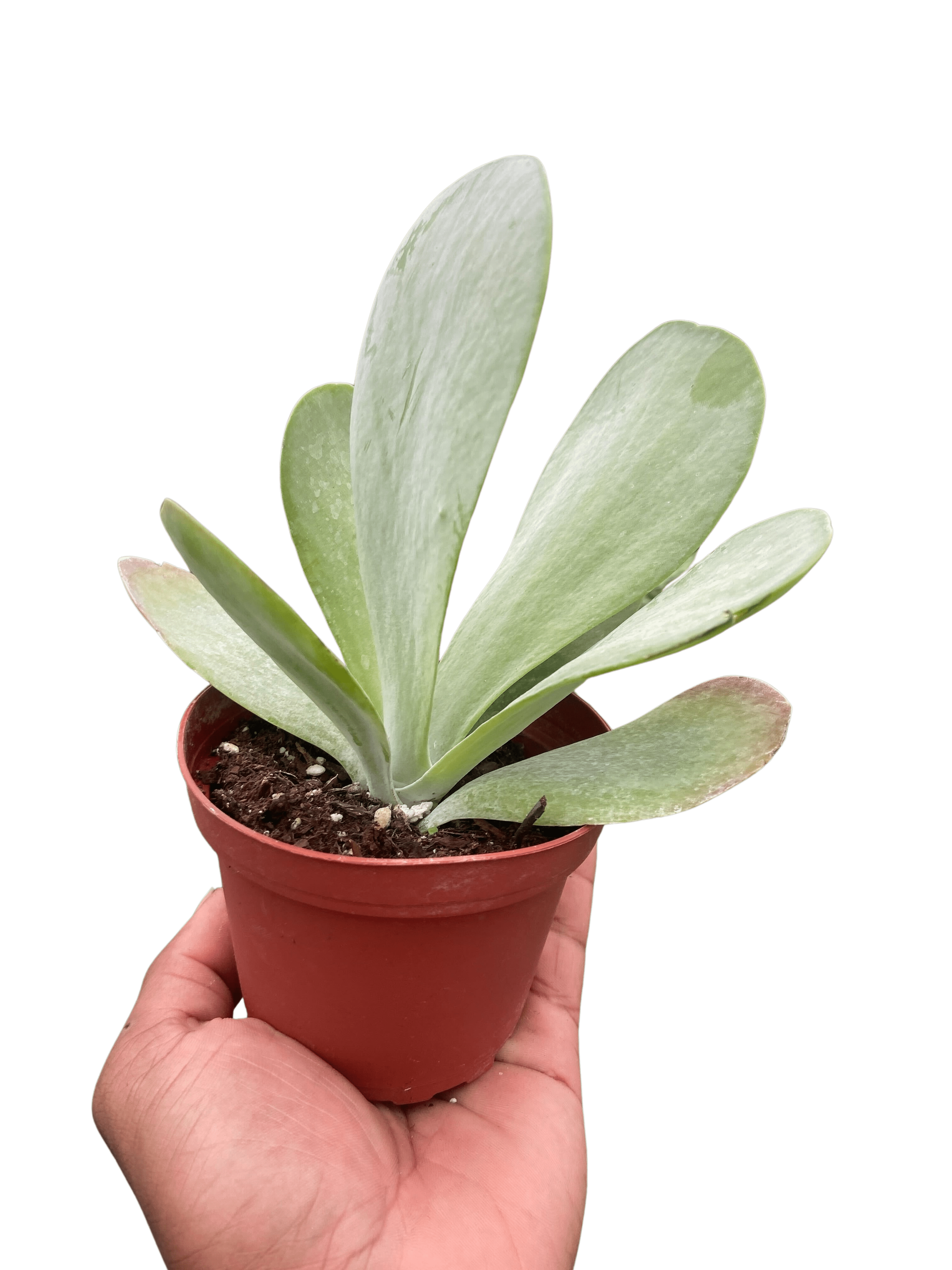 Succulent Kalanchoe &