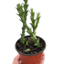 Starfish Cactus (Stapelia orbea variegata) - Ethereal Company-Succulent