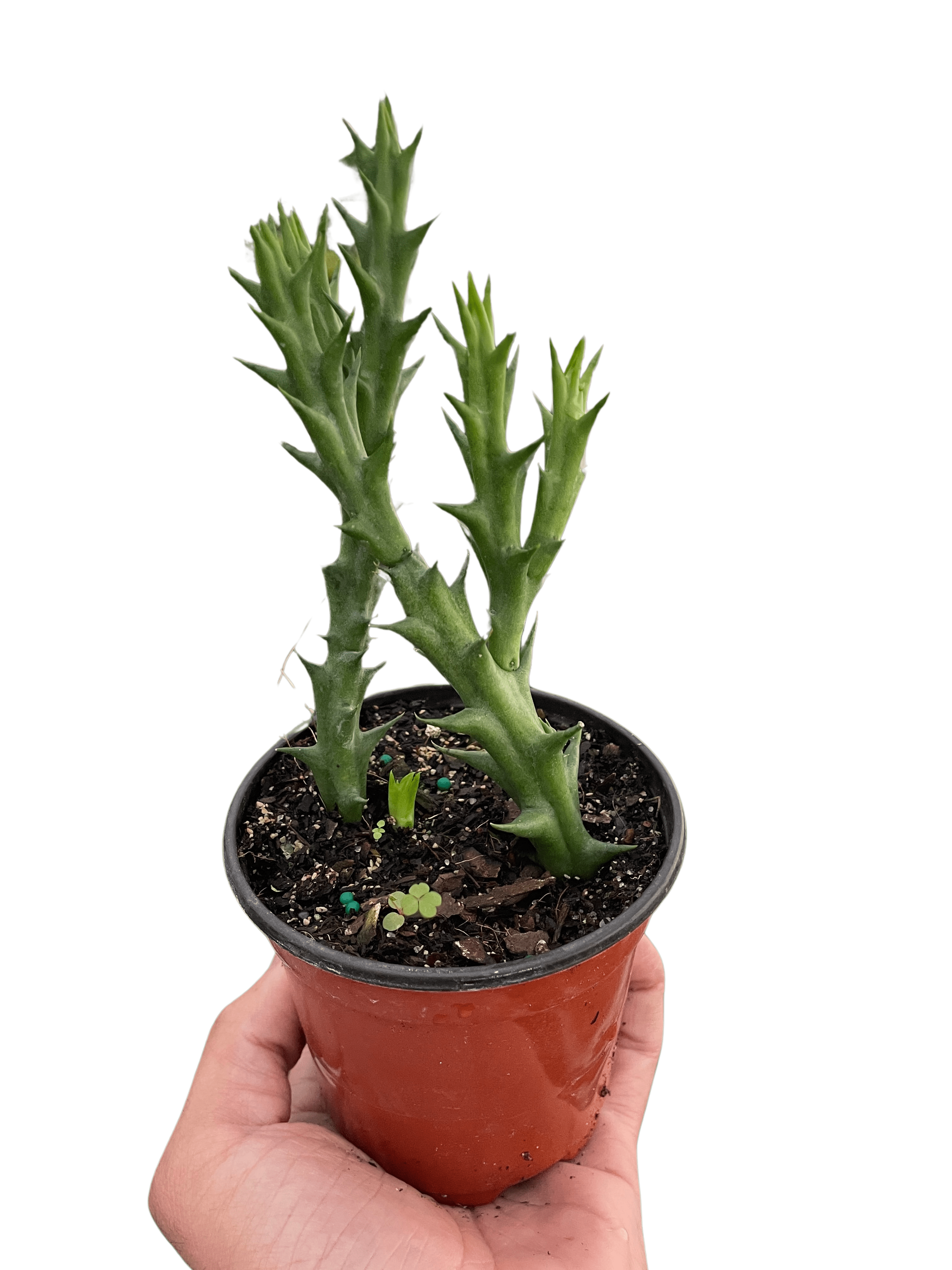 Starfish Cactus (Stapelia orbea variegata) - Ethereal Company-Succulent