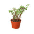 Succulent Portulacaria &