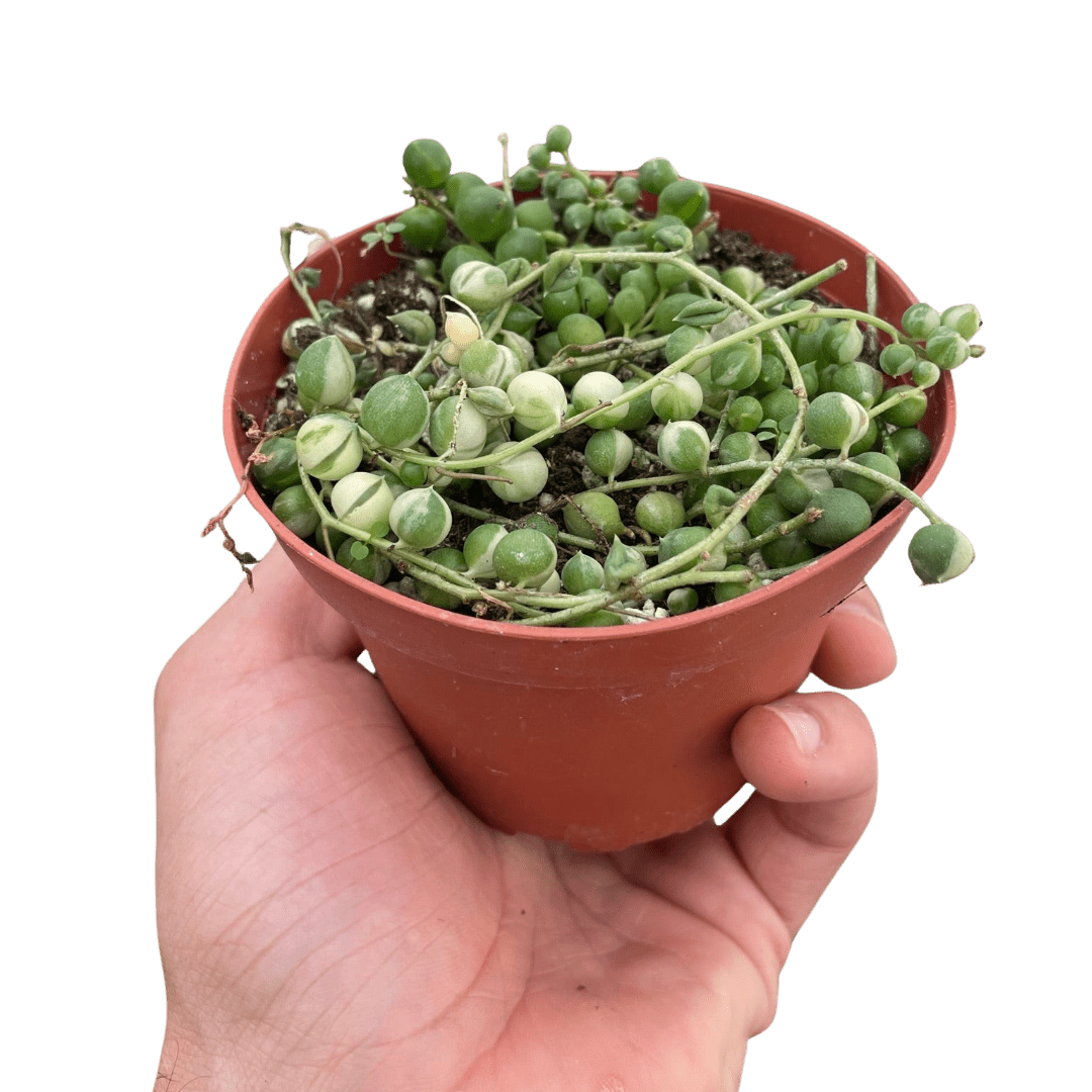 Succulent &