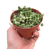 Succulent &