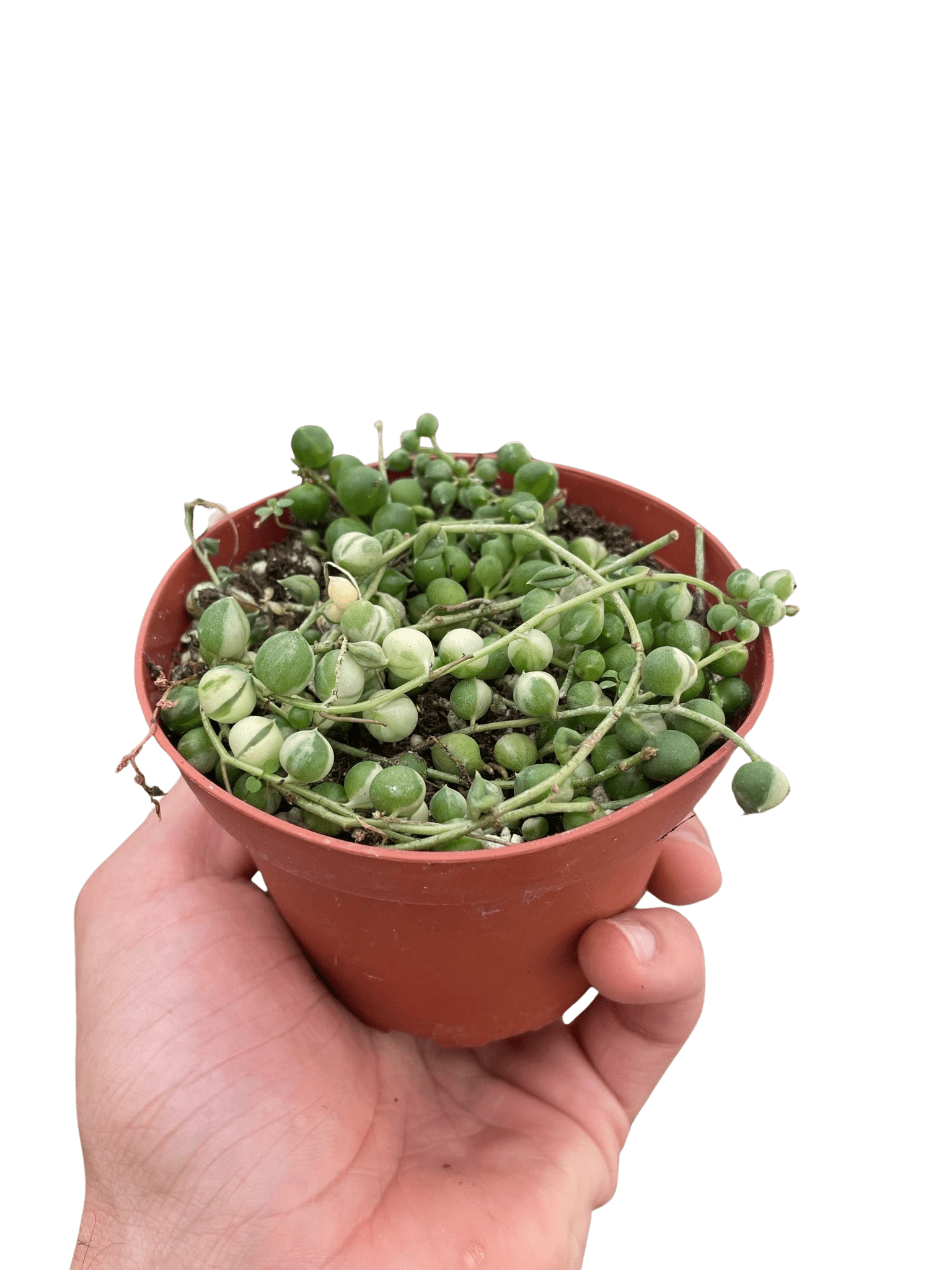 Succulent &