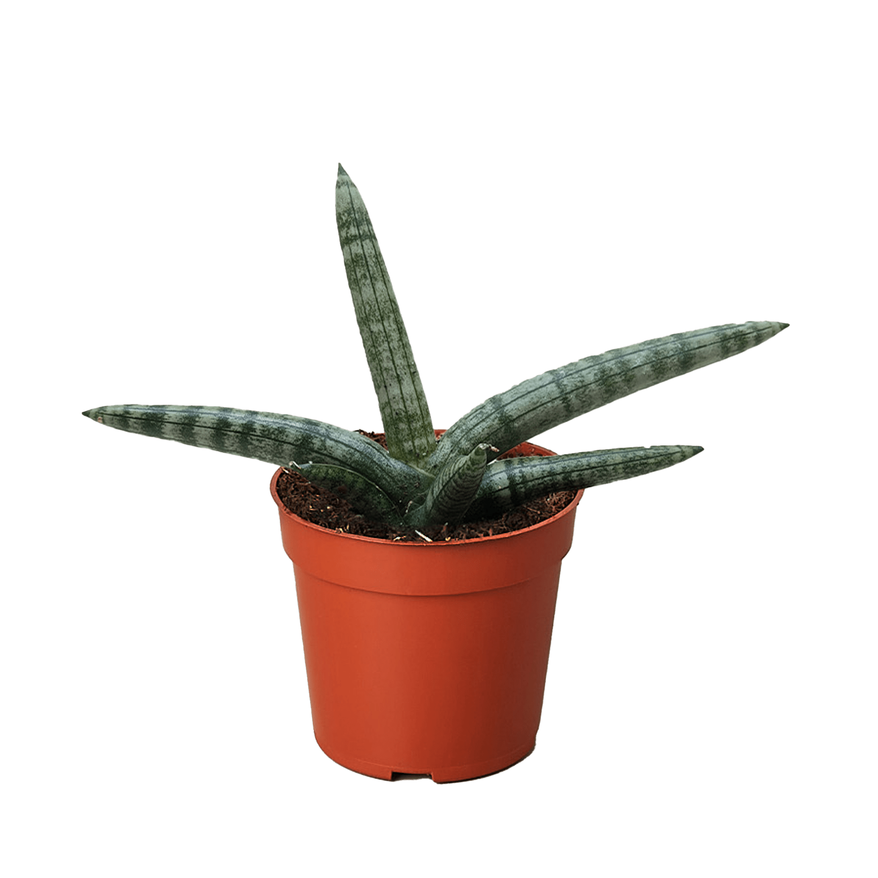 Succulent Stapelia African Starfish - Ethereal CompanySucculent