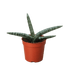 Succulent Stapelia African Starfish - Ethereal CompanySucculent