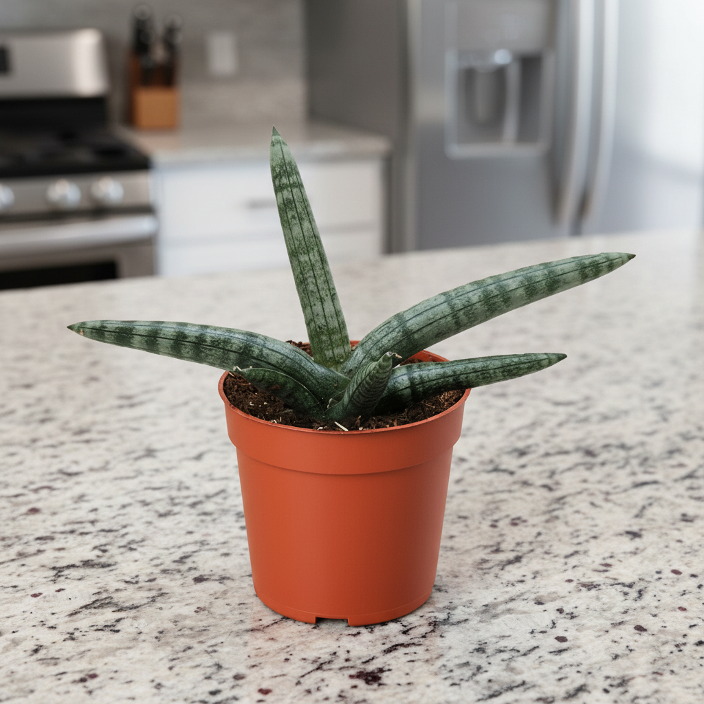 Succulent Stapelia African Starfish - Ethereal CompanySucculent