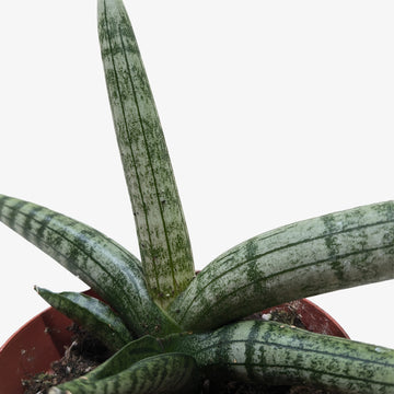 Succulent Stapelia African Starfish - Ethereal CompanySucculent