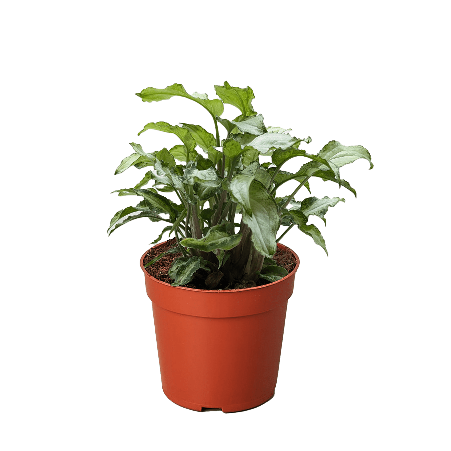 Syngonium &