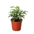 Syngonium &