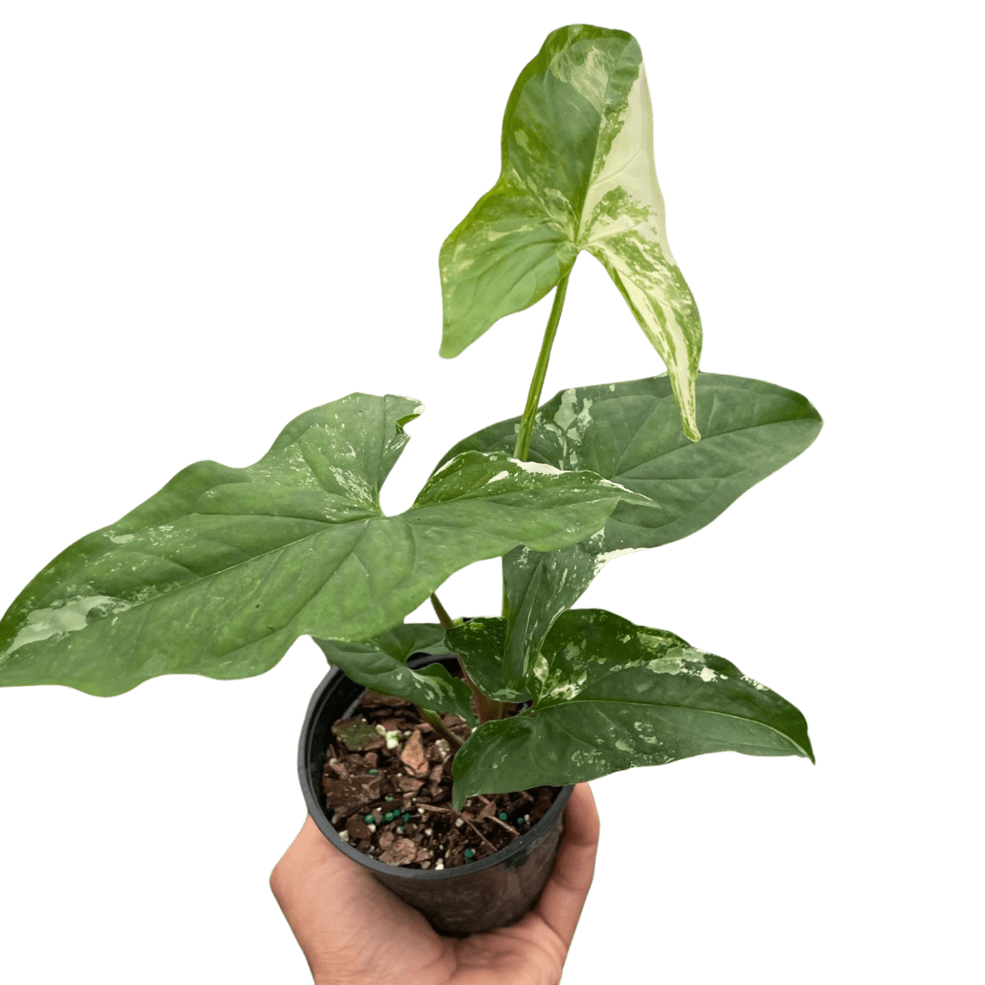 Syngonium &
