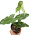 Syngonium &