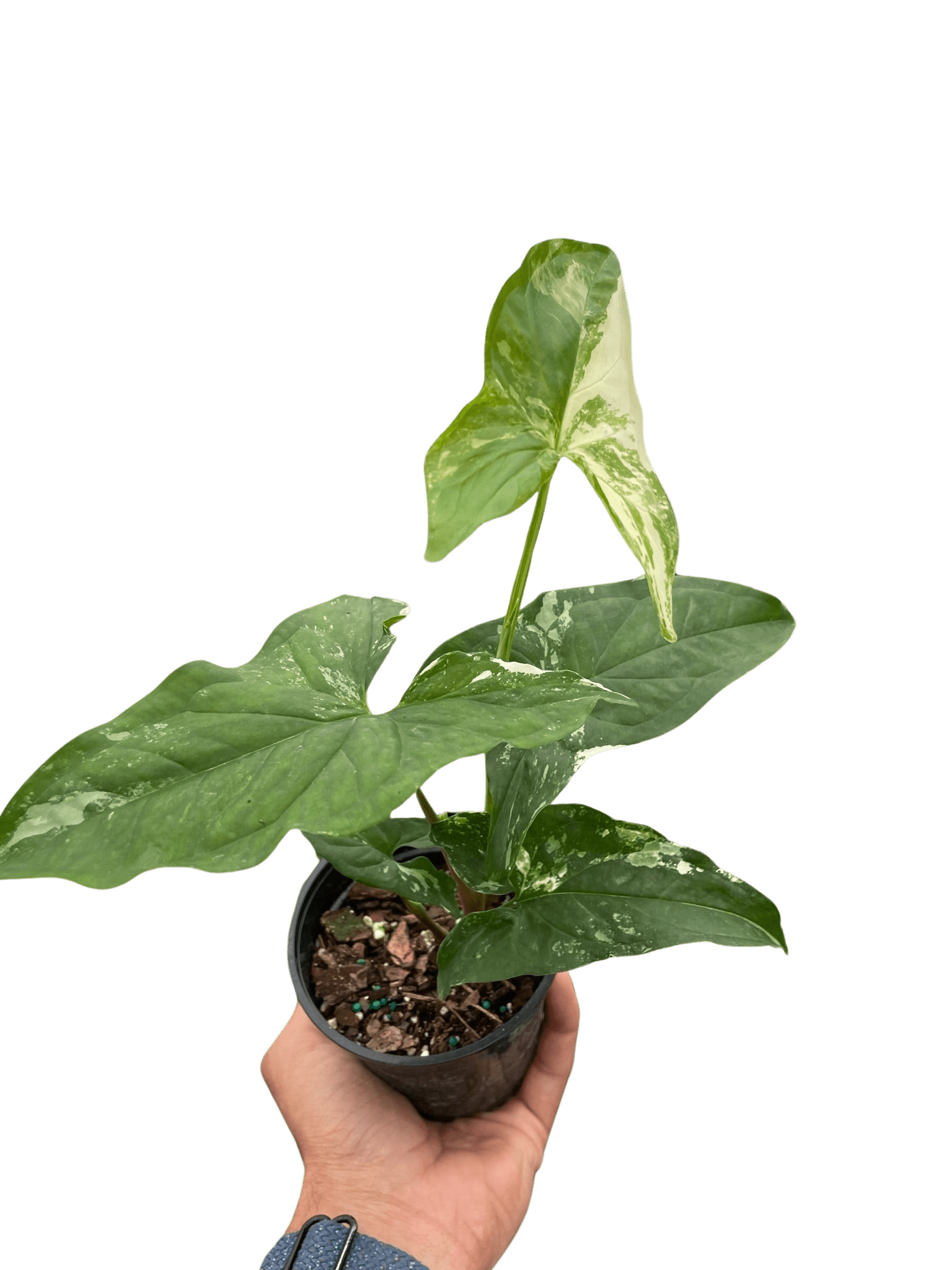 Syngonium &