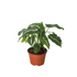 Syngonium wendlandii &