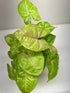 Syngonium Cream Allusion - Ethereal CompanyIndoor Plants
