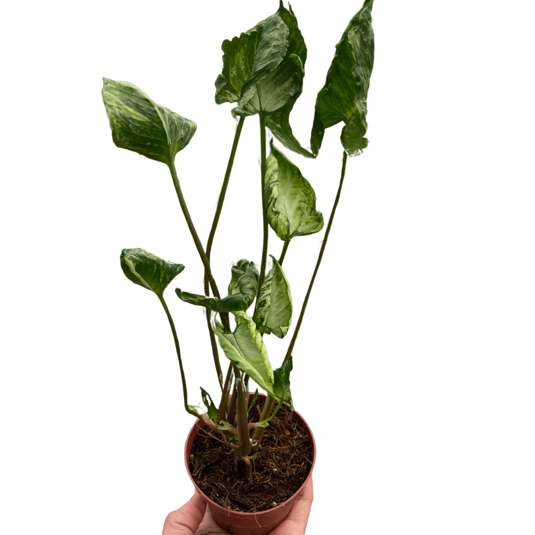 Syngonium &