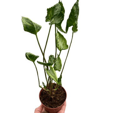 Syngonium &