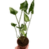 Syngonium &