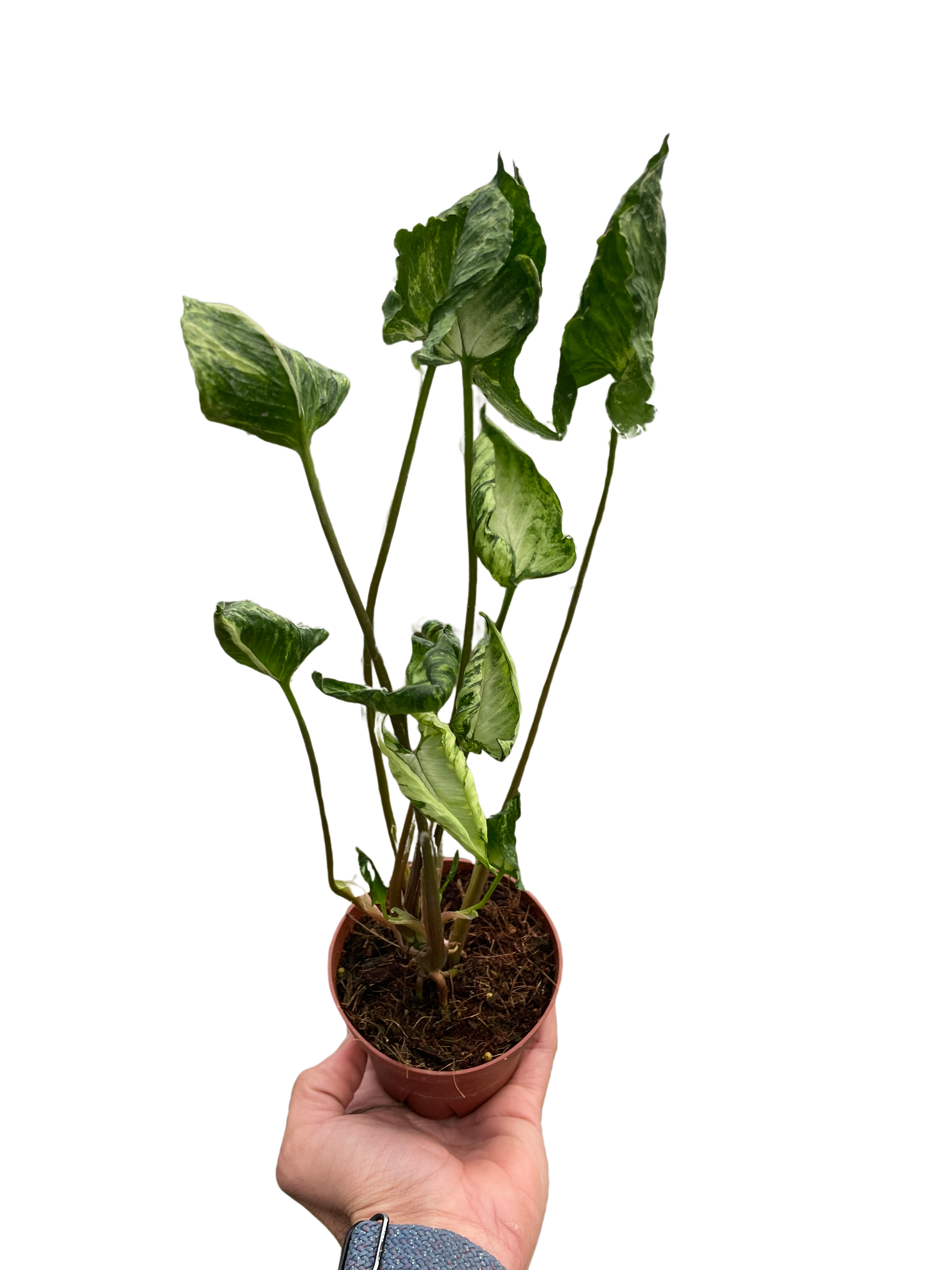 Syngonium &