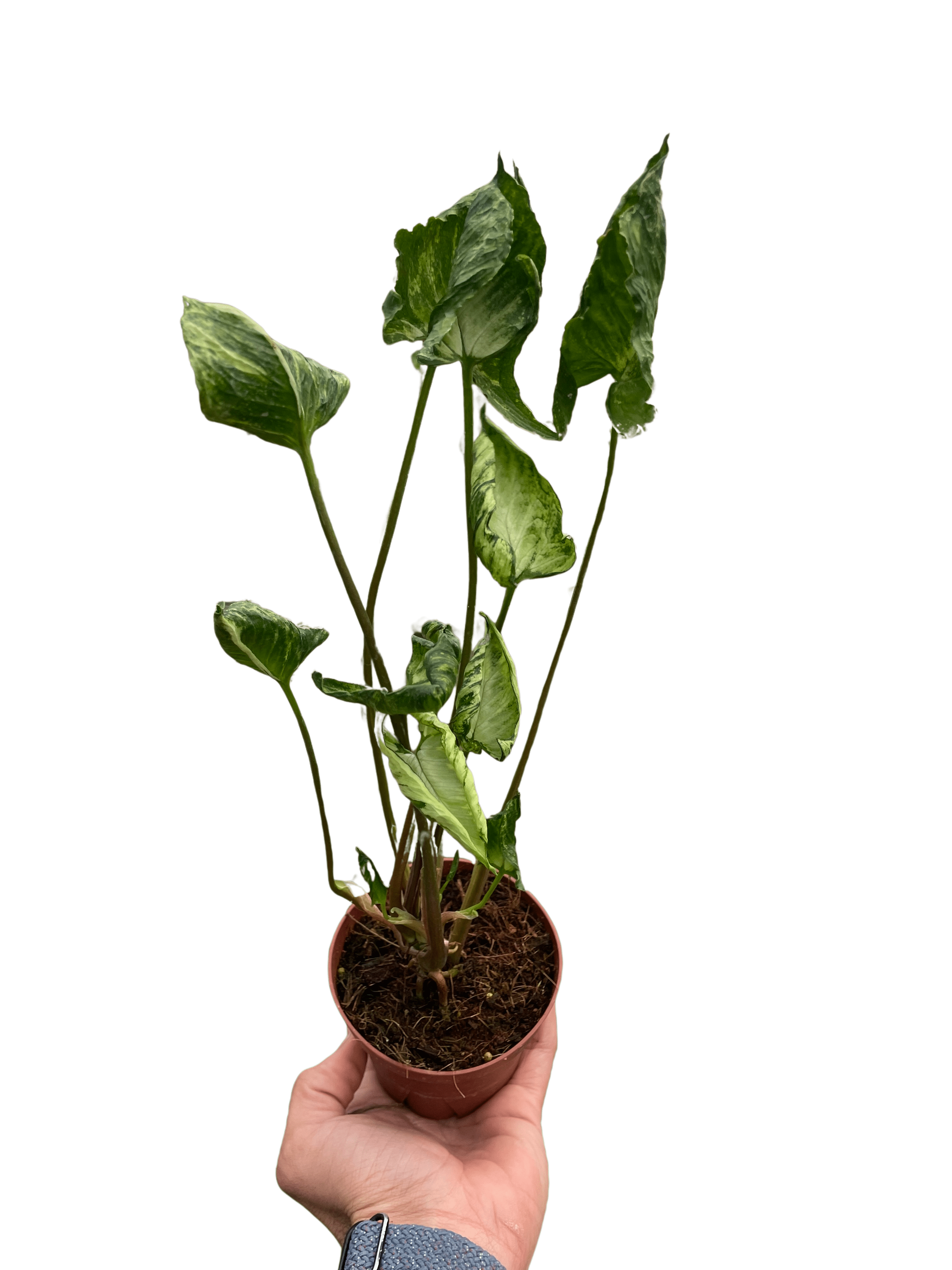 Syngonium &