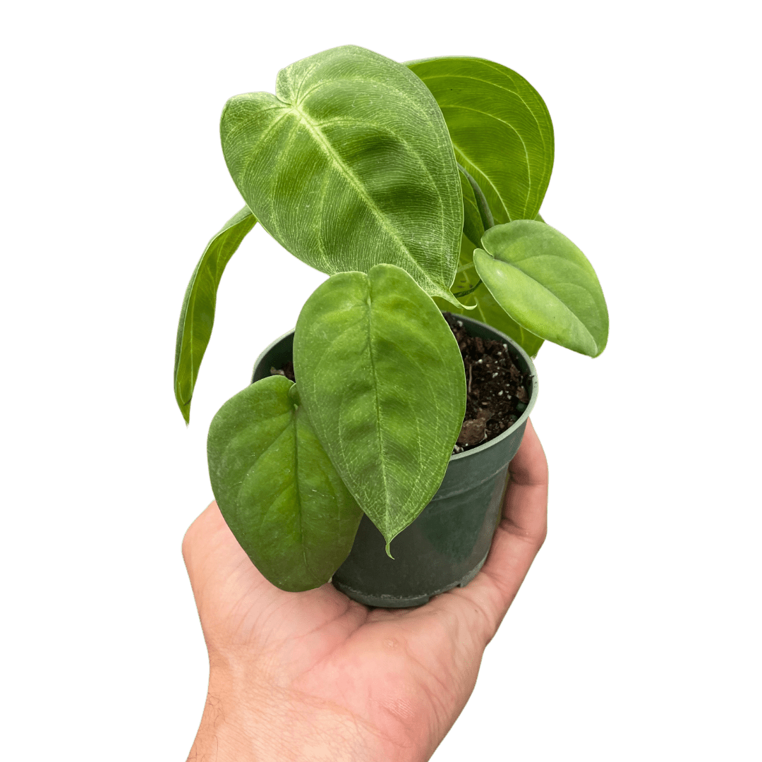 Syngonium &