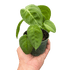 Syngonium &