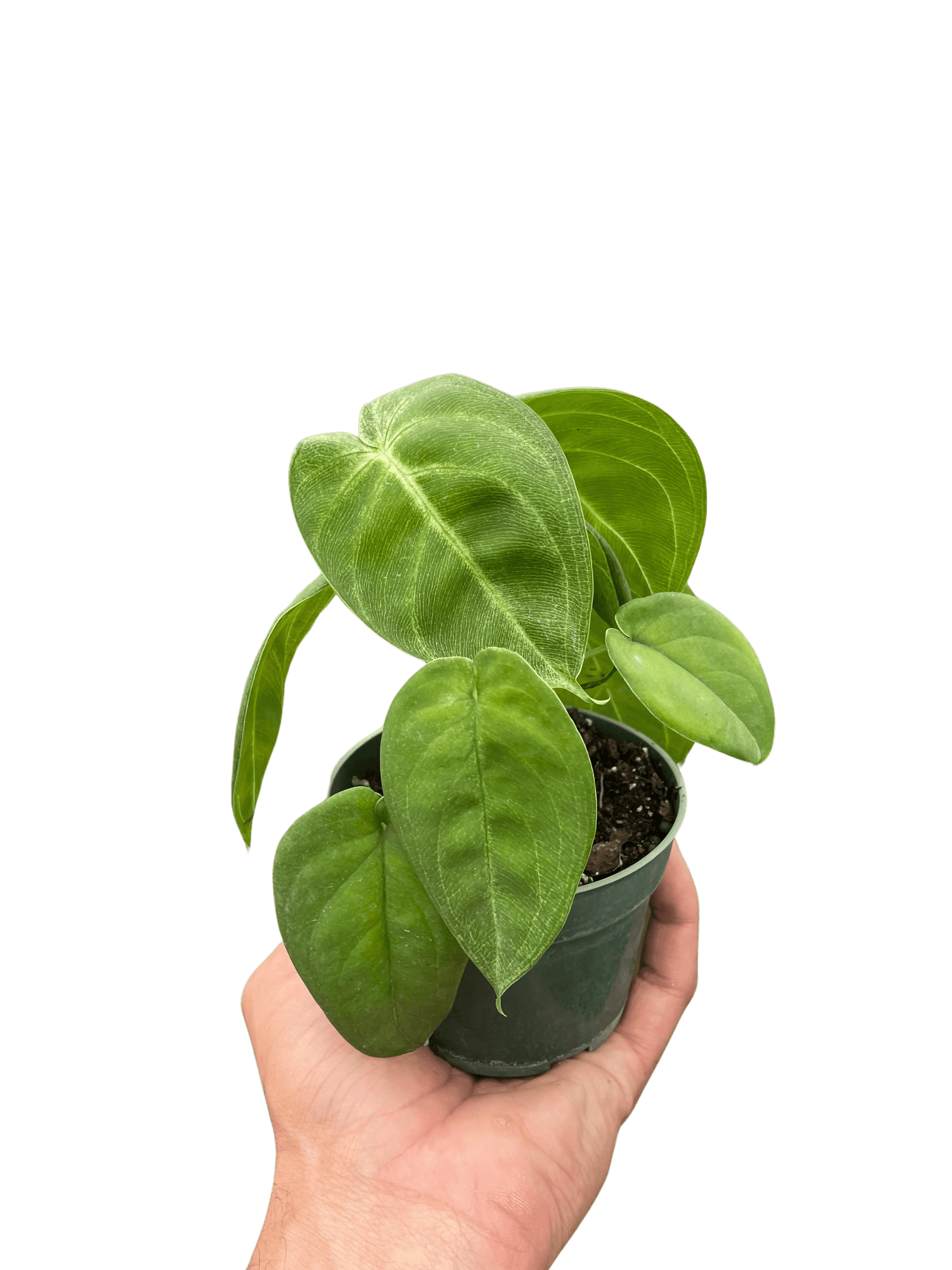 Syngonium &