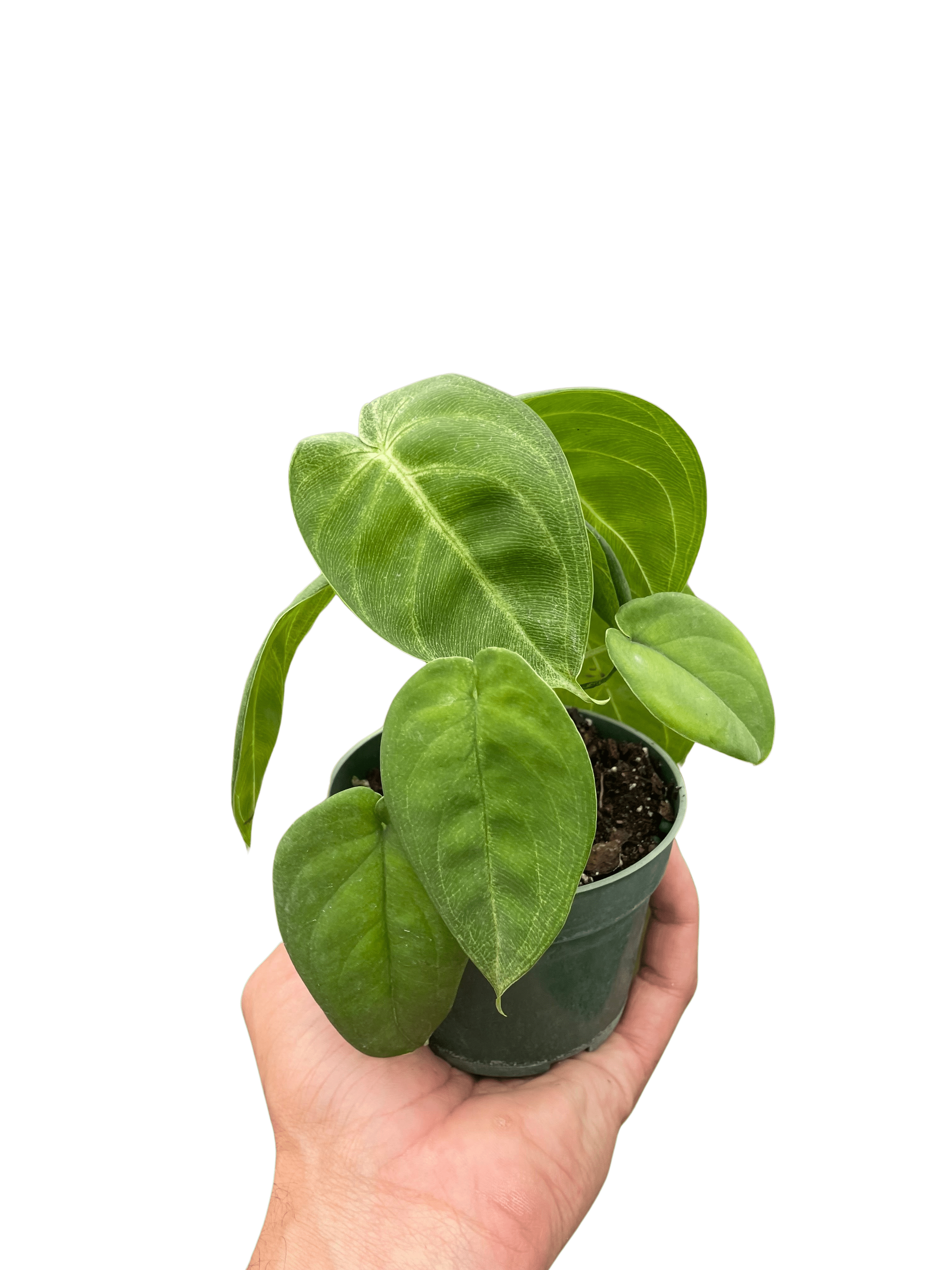 Syngonium &