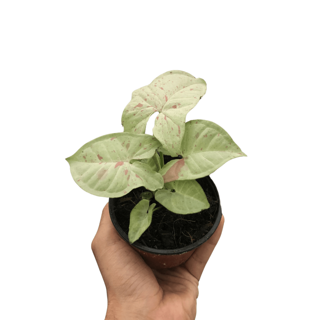 Syngonium &