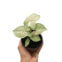 Syngonium &
