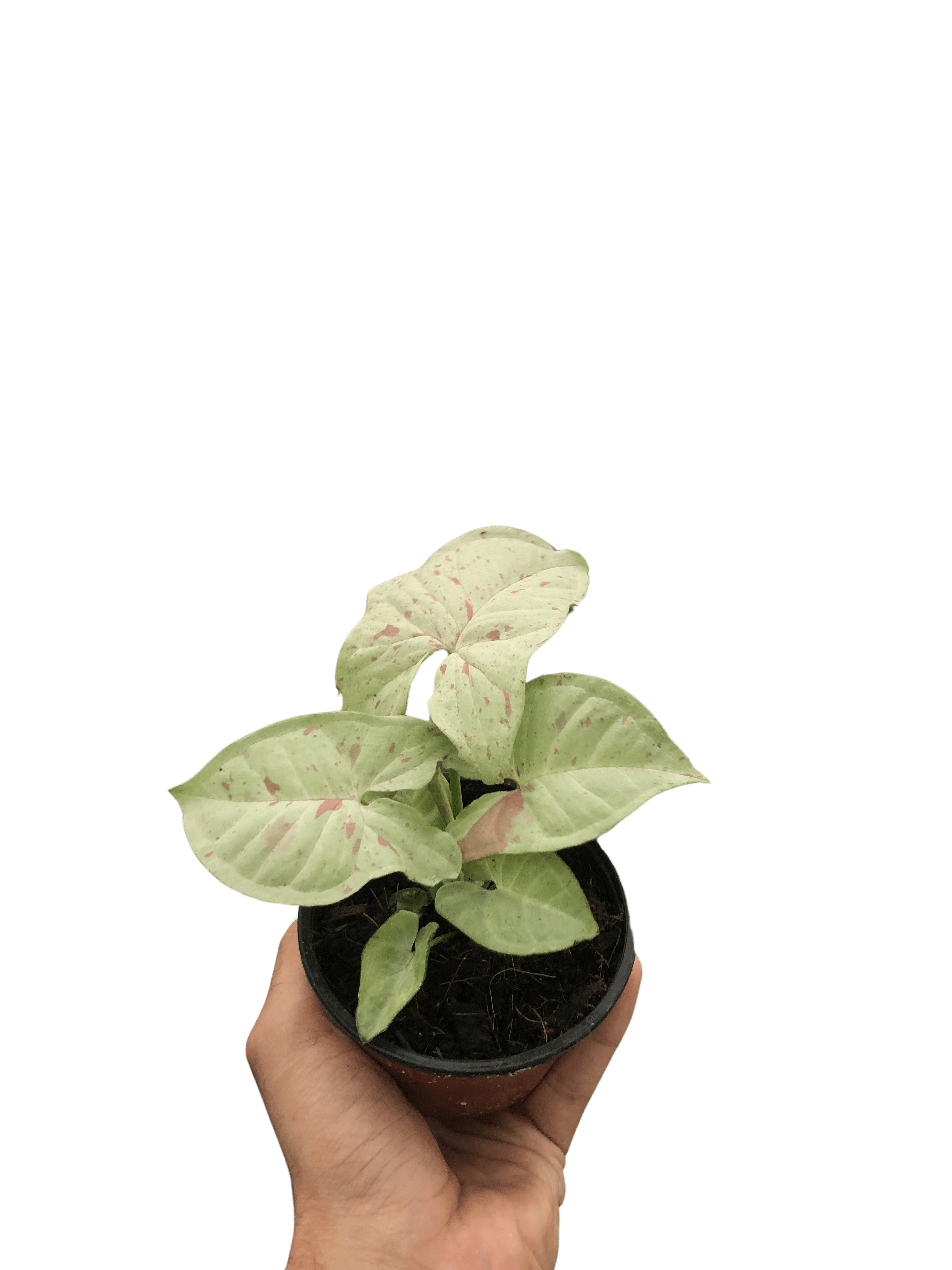 Syngonium &
