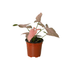 Syngonium &