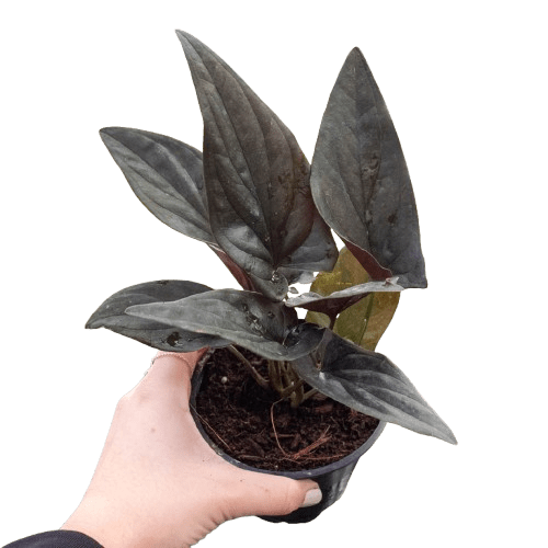 Syngonium &