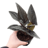 Syngonium &