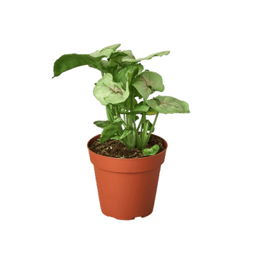 Syngonium Roxanna - Ethereal Company