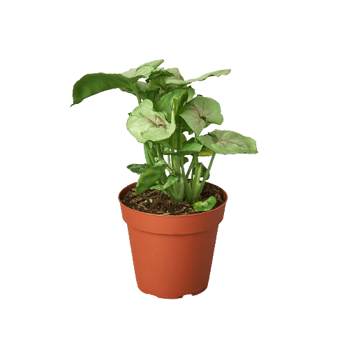 Syngonium Roxanna - Ethereal Company