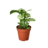 Syngonium Roxanna - Ethereal Company