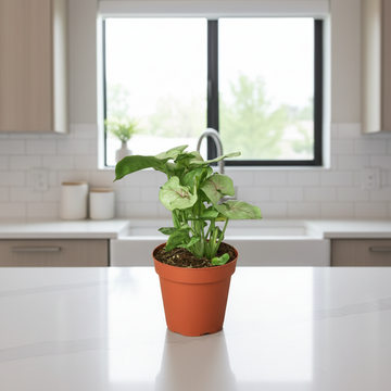 Syngonium Roxanna - Ethereal Company