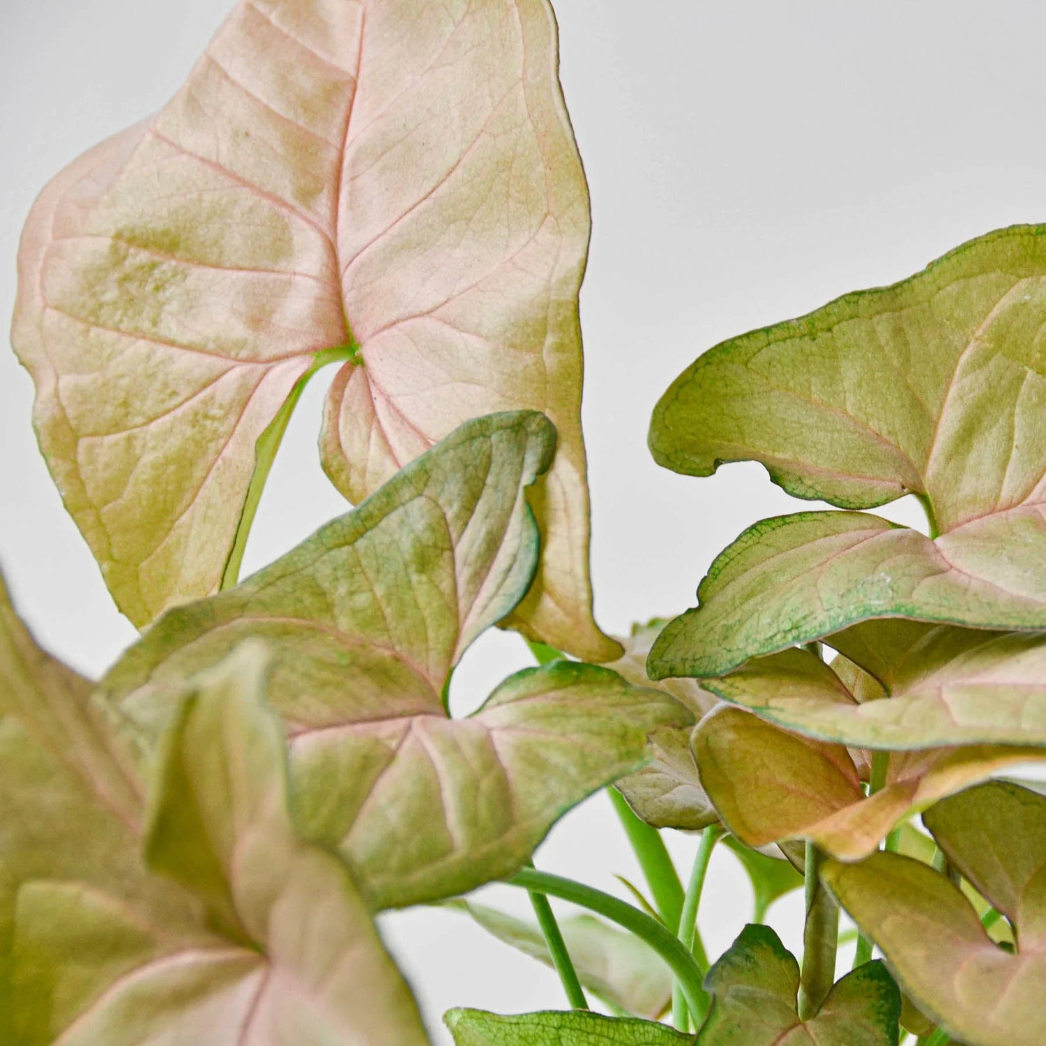 Syngonium Strawberry - Ethereal Company-Indoor Plants