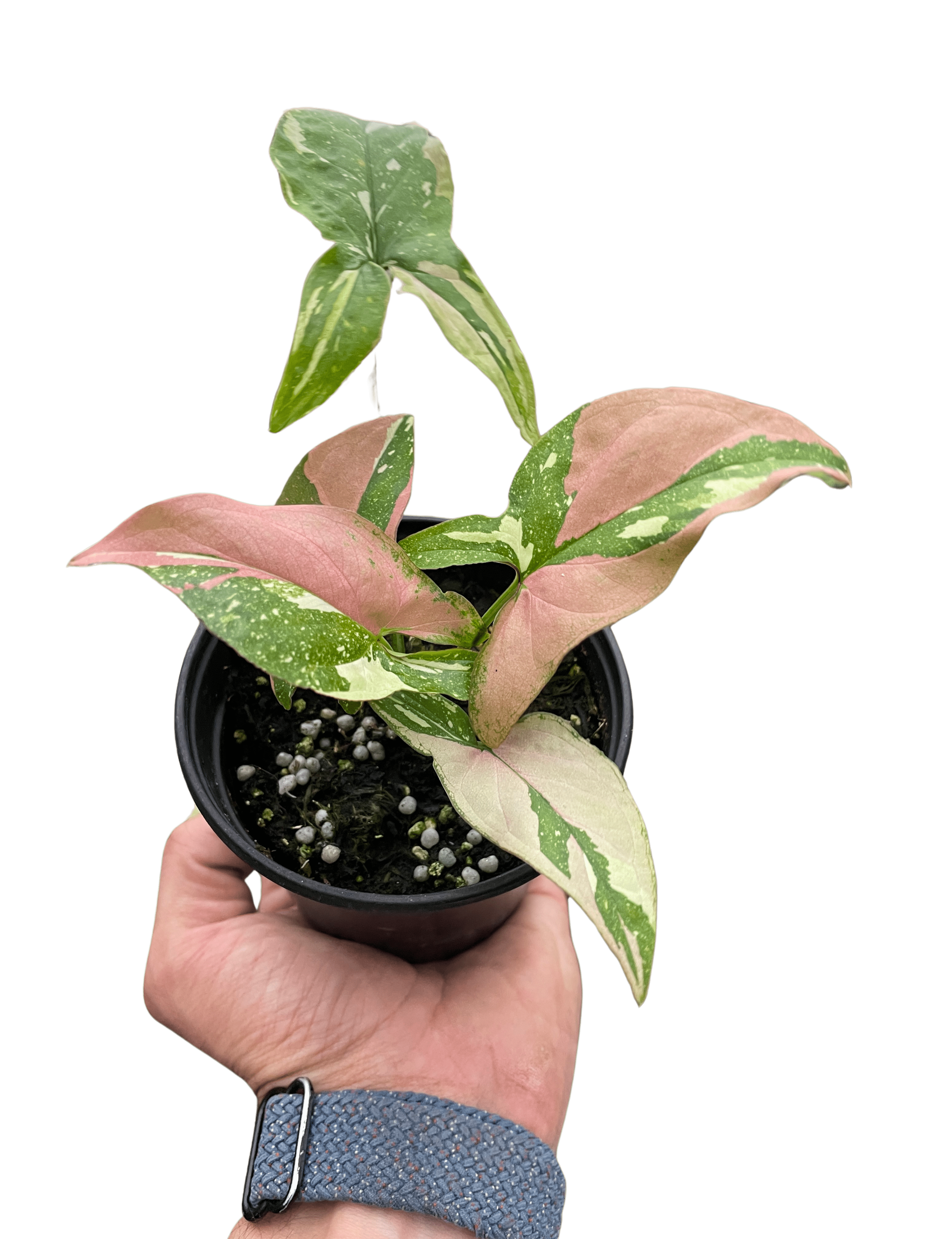 Syngonium &
