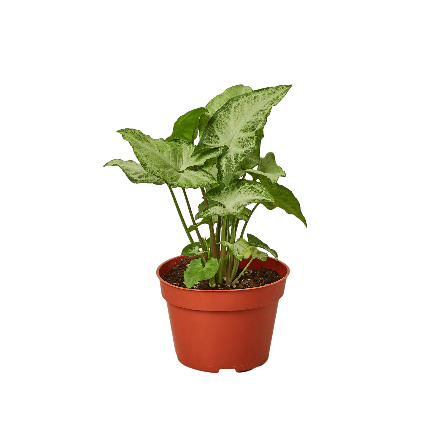 Syngonium White Butterfly - Ethereal Company-4" Plant