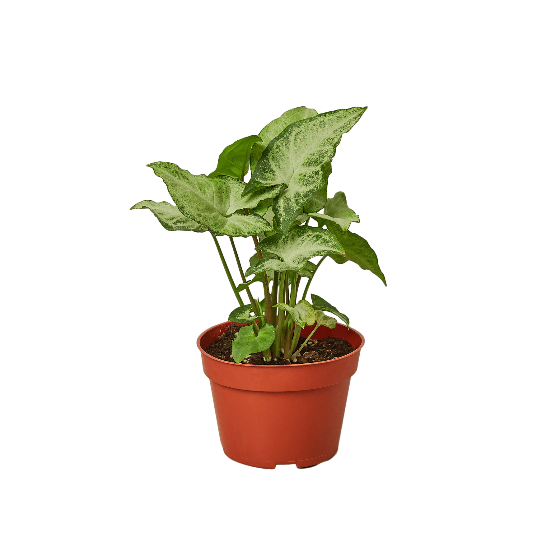 Syngonium White Butterfly - Ethereal Company-4" Plant