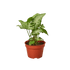 Syngonium White Butterfly - Ethereal Company-4" Plant