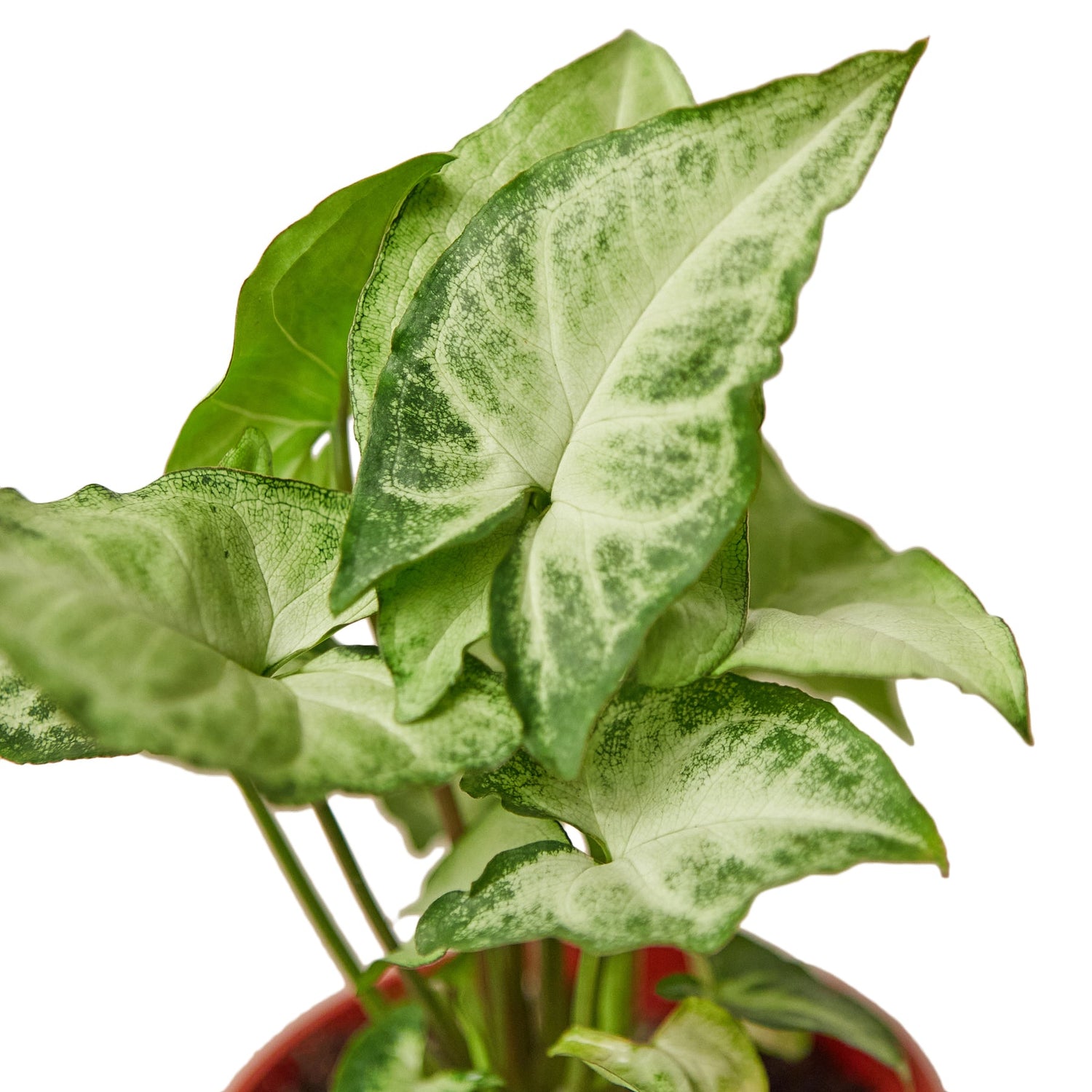 Syngonium White Butterfly - Ethereal Company-4" Plant
